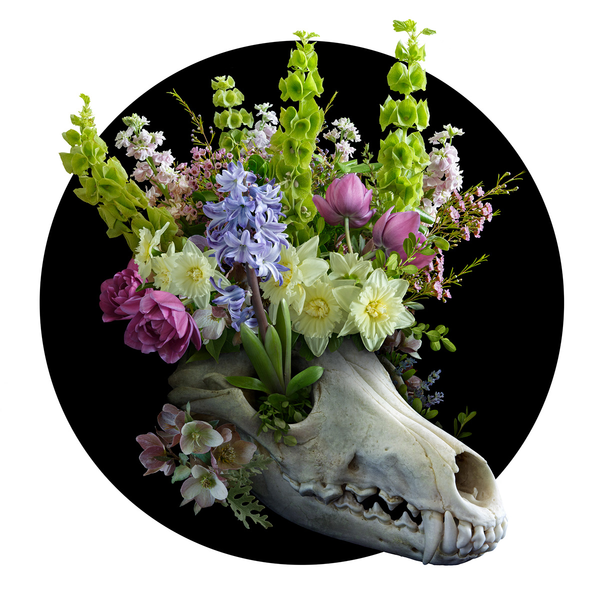 animal biodiversity botanical conservation floral Flowers Nature plants skull still life