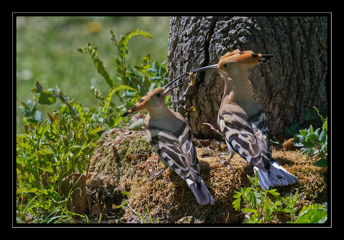 Huppes Huppes fasciées Isabelle Cros offrandes parades quercy animalier