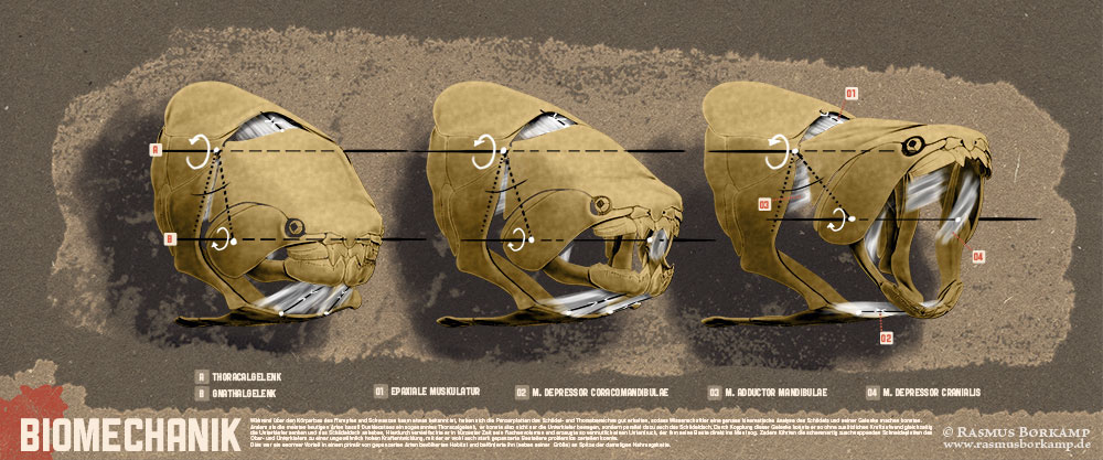 3D paleontology dunkleosteus placoderm reconstruction Dinosaur fish prehistoric scientific illustration biology Education