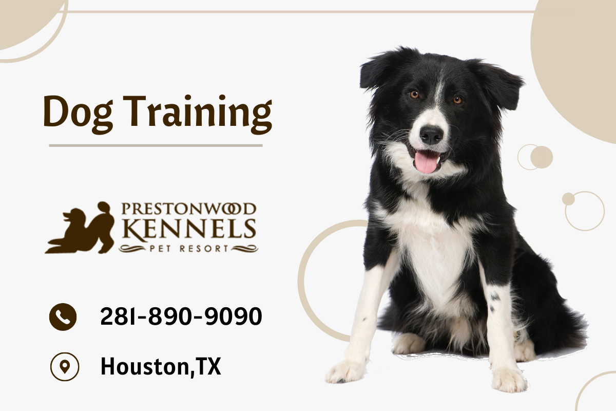 dog training