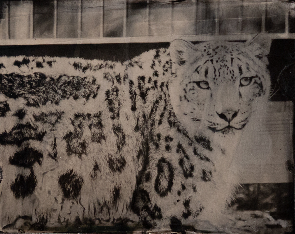 agca endangered species tintypes wetplate FINEART Photography 