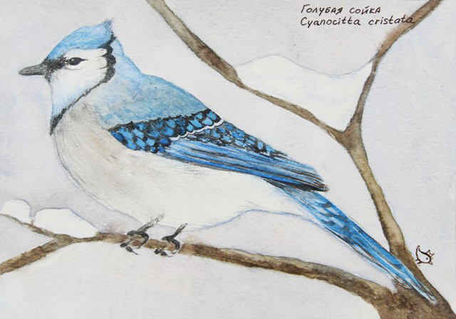bird birds watercolor