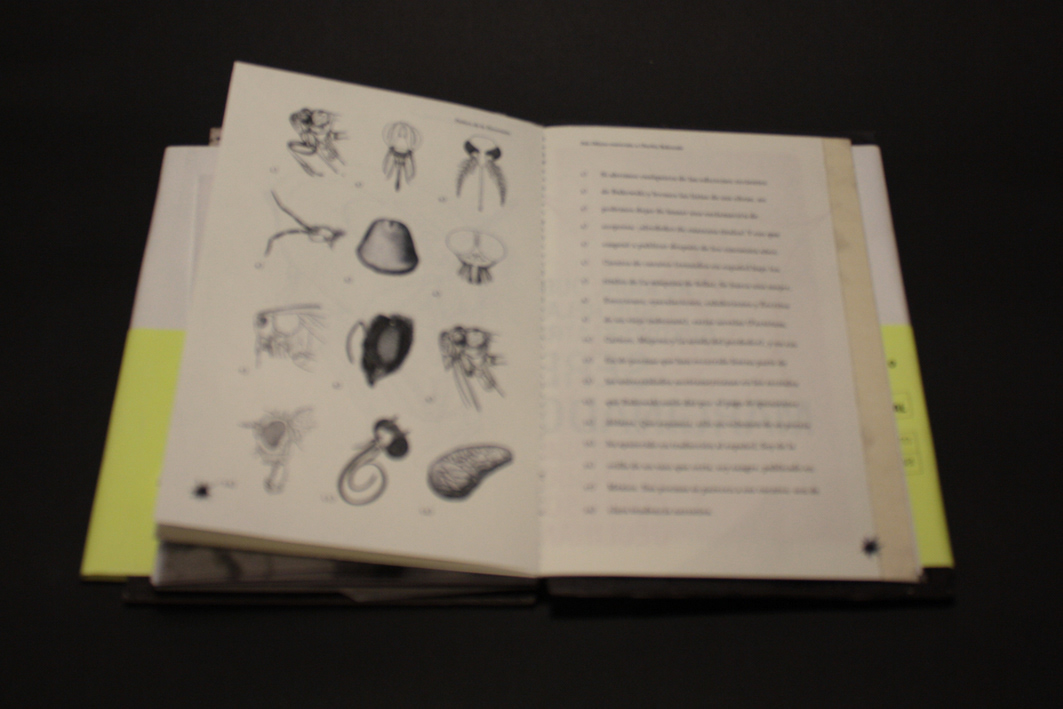vanina fajgelbaum portfolio libro objeto editorial Entrevista bukowski manual entomología insectos Perversion diseño gráfico wolkowicz fadu uba