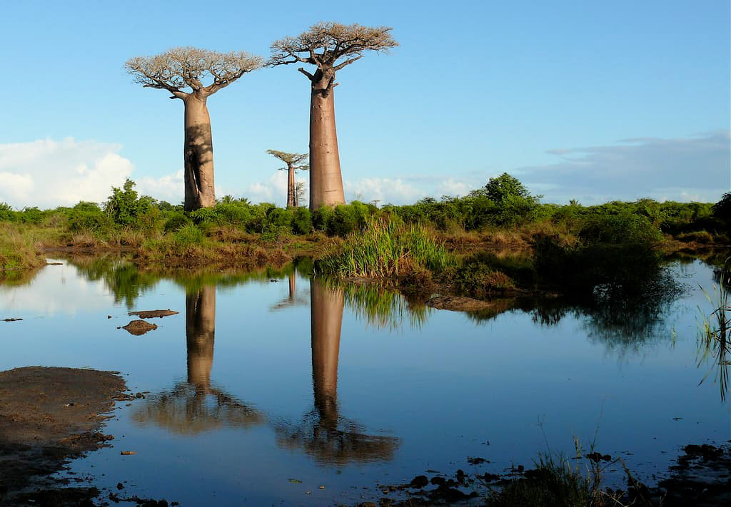 baobab Island madagascar Madagaskar Nature photo Tree  trees wildlife