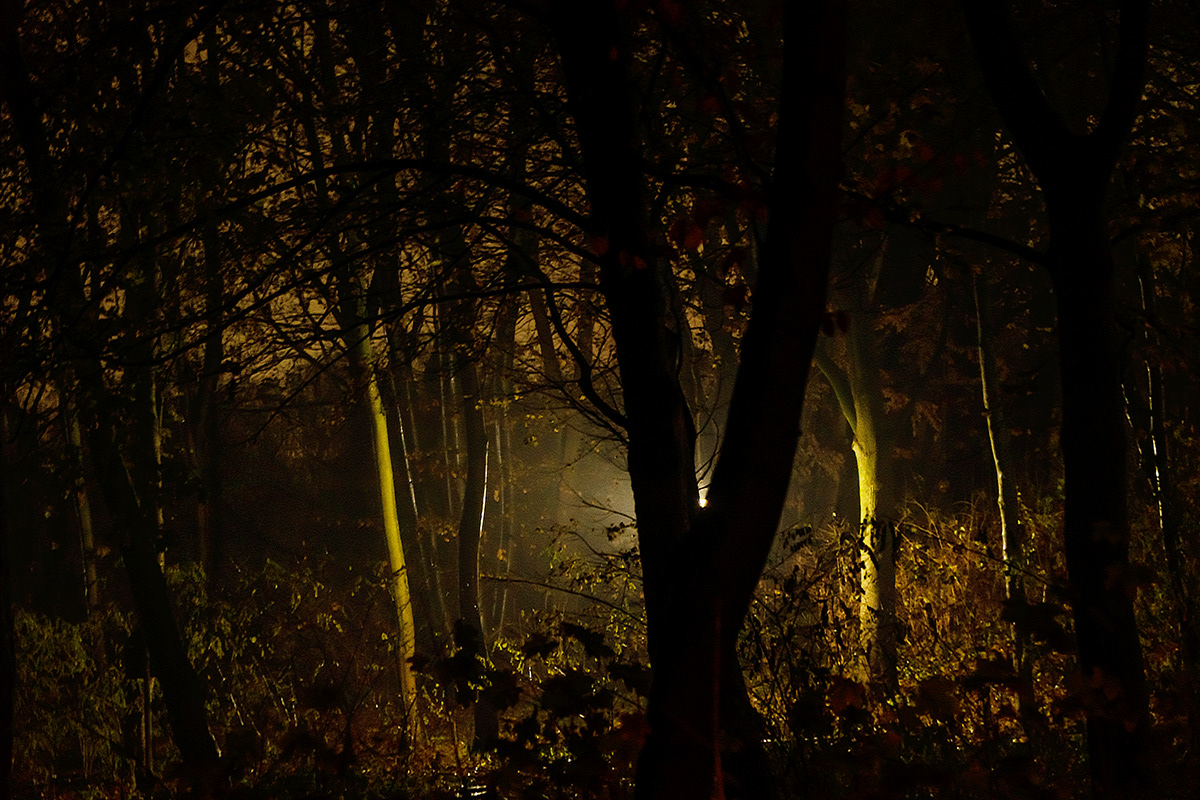 art berlin forest Landscape night Park Photography  Stefan F. Wirth Urban woods