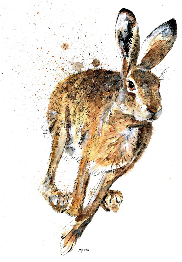 animal  nature art wildlife ink watercolour jina gelder hares foxes british