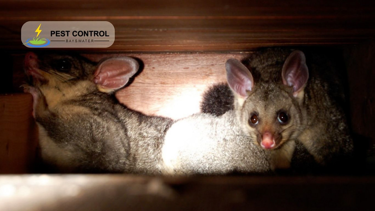 cleaning services Pest Control Possum Removal