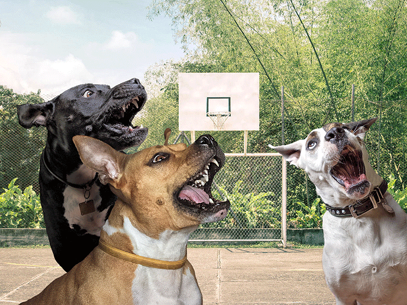 dog retouch manipulation basketball photomanipulation animal Digital Art  Matte Painting FINEART dog portrait