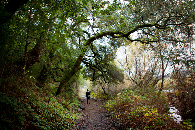 endor  Redwood san francisco Marin County California forest