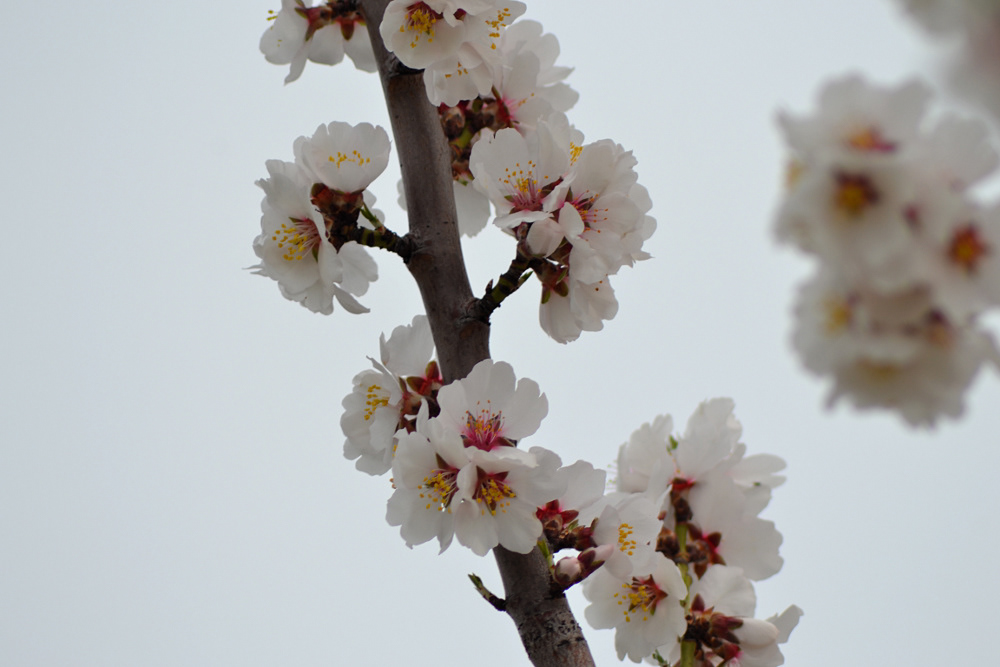 cherry Tree  flower