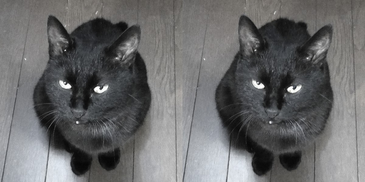 blackcat Cat cross-eyed cross-eyed-viewing cross-view crossview s-by-s-X stereo stereogram Stereophoto stereoscopic Stereoscopy stereoview 黒ちゃん 黒猫