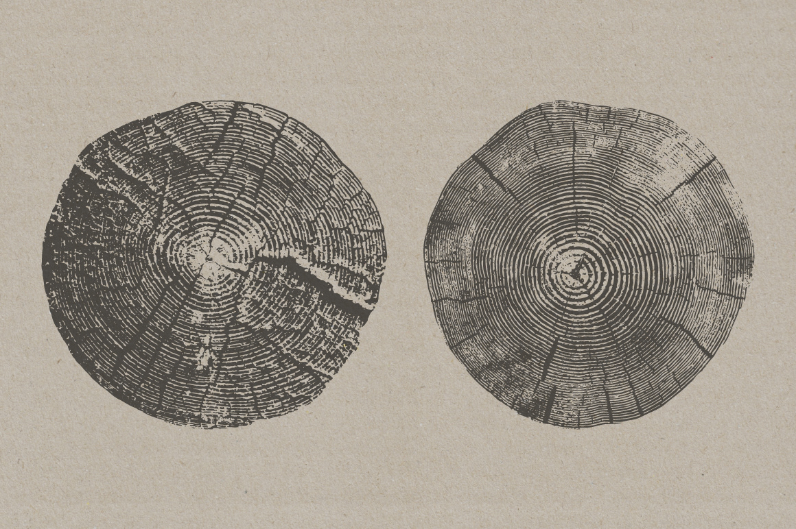 grain illustrations Nature organic rings stumps textures Tree  vectors wood