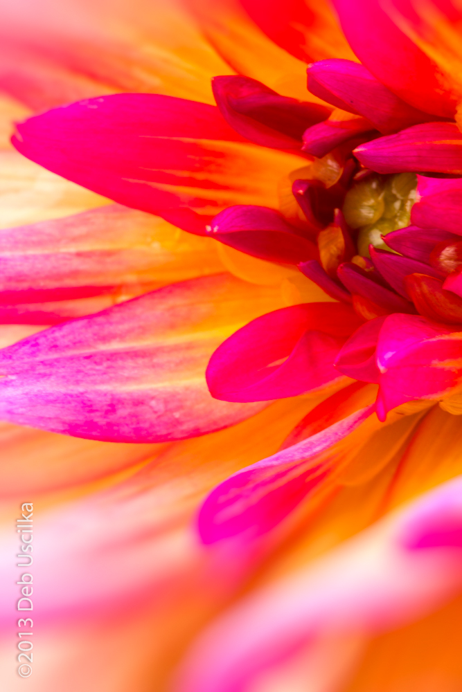 Flowers macro closeup