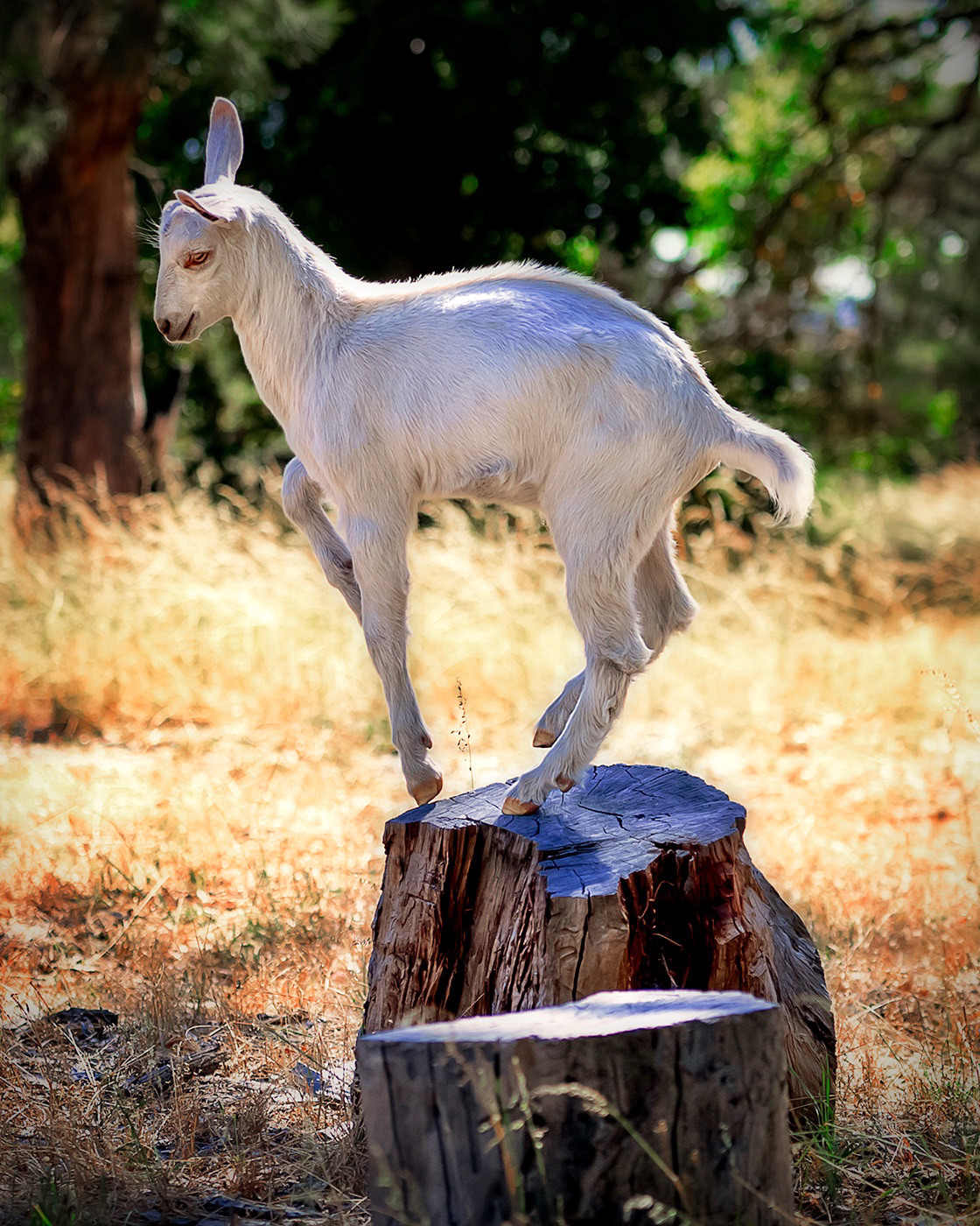 goats kids farm farmlife Australia