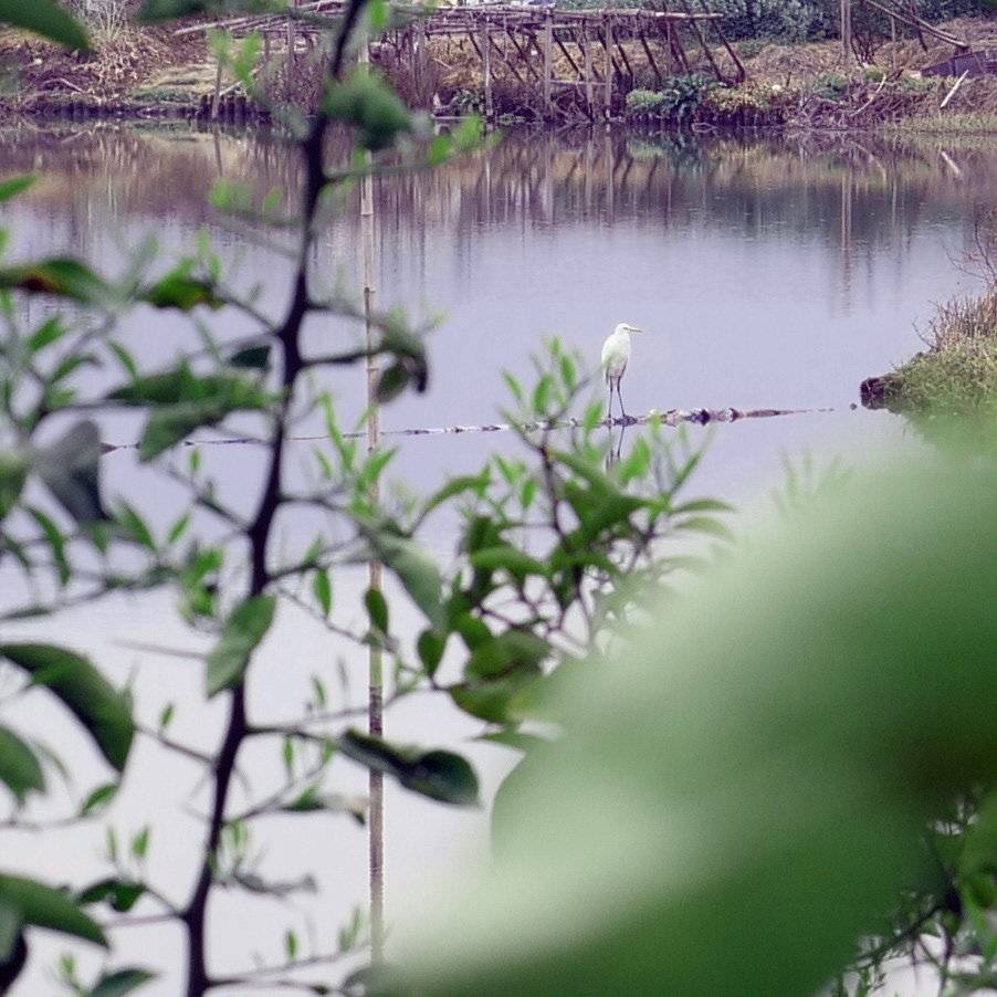 birds china crane Landscape Nature Outdoor photgraphy water wetlands wildlife