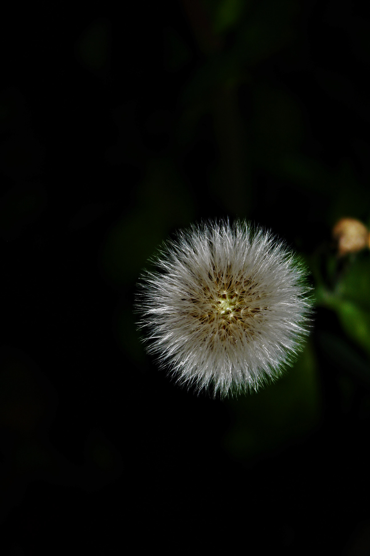 Minimalism Flowers minimalism_photography digital-photography C.DeR macro