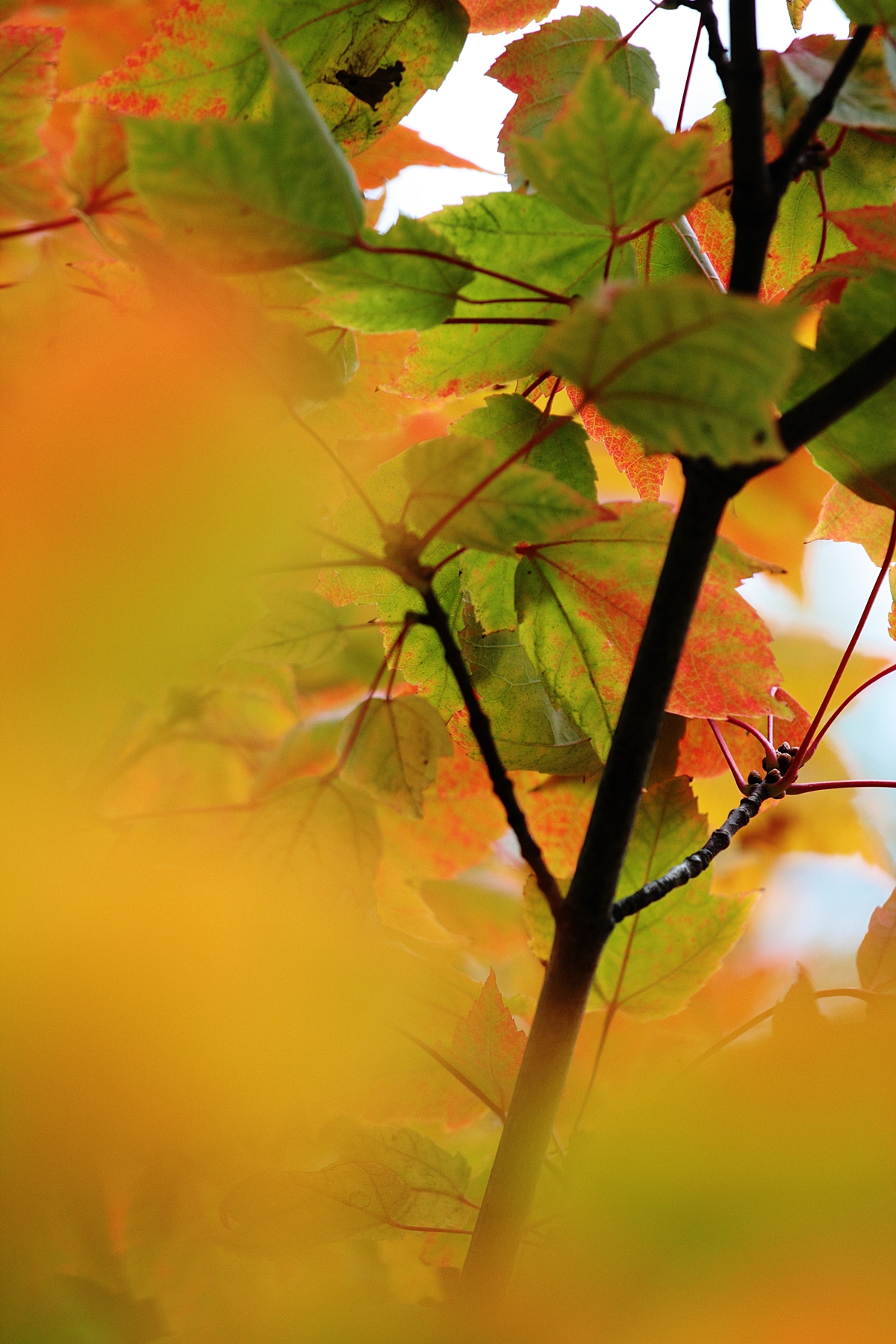 autumn Fall leaves colors squirrels Vivaldi Camus Montreal Quebec Canada Park