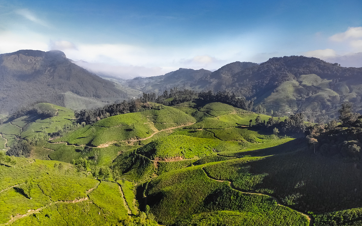 Aerial DJI drone India mountains Munnar Step framing tea tea estate