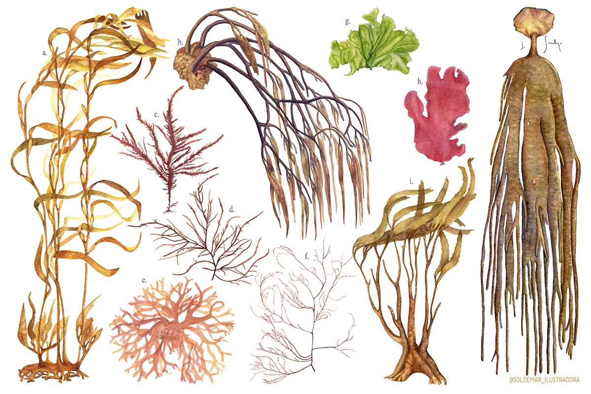ILLUSTRATION  botanical illustration watercolor botanical art seaweed underwater SciArt science illustration scientific illustration marine algae