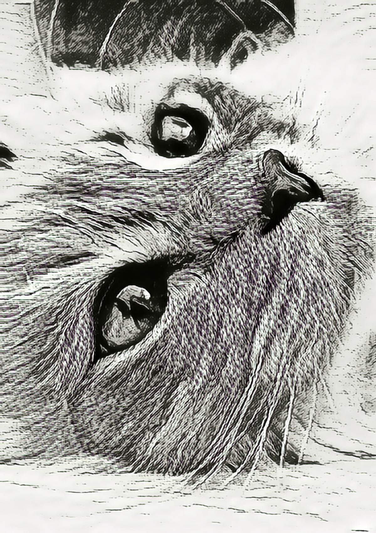 sketch Cat hand drawing ILLUSTRATION  painting pencils