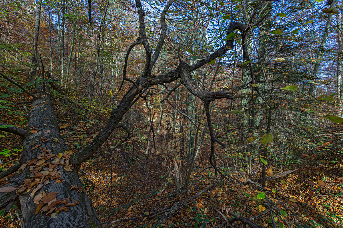 autumn forest Gorge Landscape maze Nature poland trees trunk rural