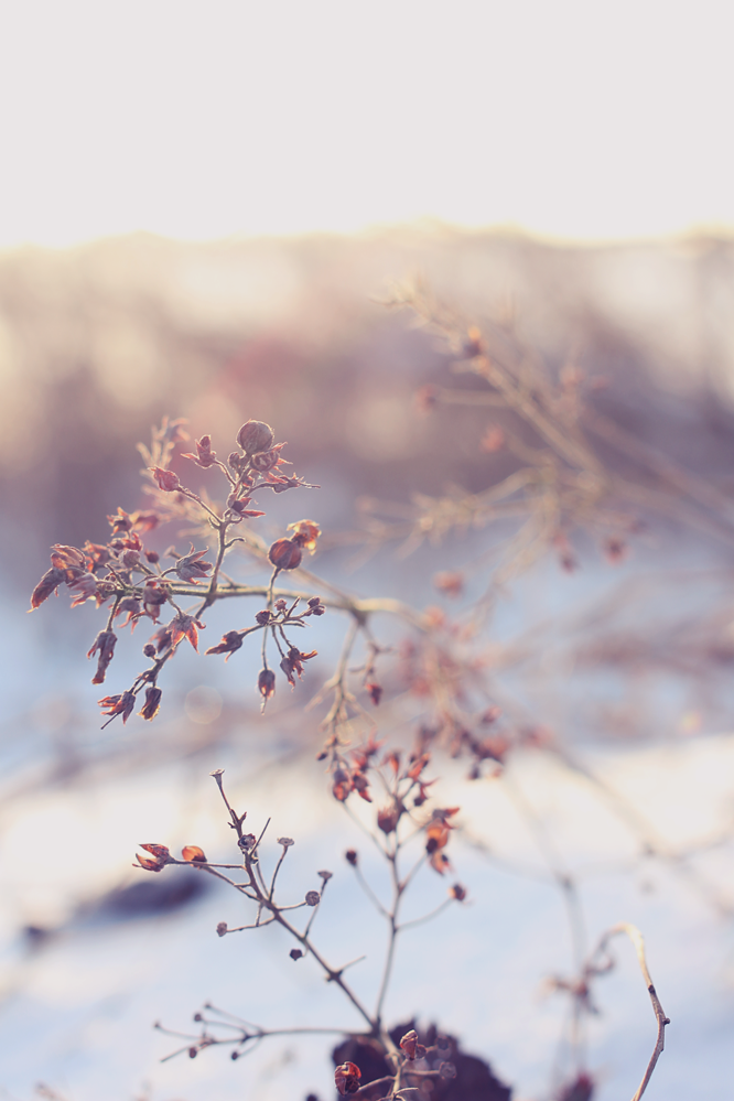 winter Landscape dreamscape Winter Impressions