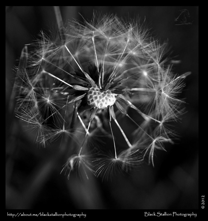 dispersion seeds wind spring season dandelion scotland Nature symmetry pattern black stallion igallopfree