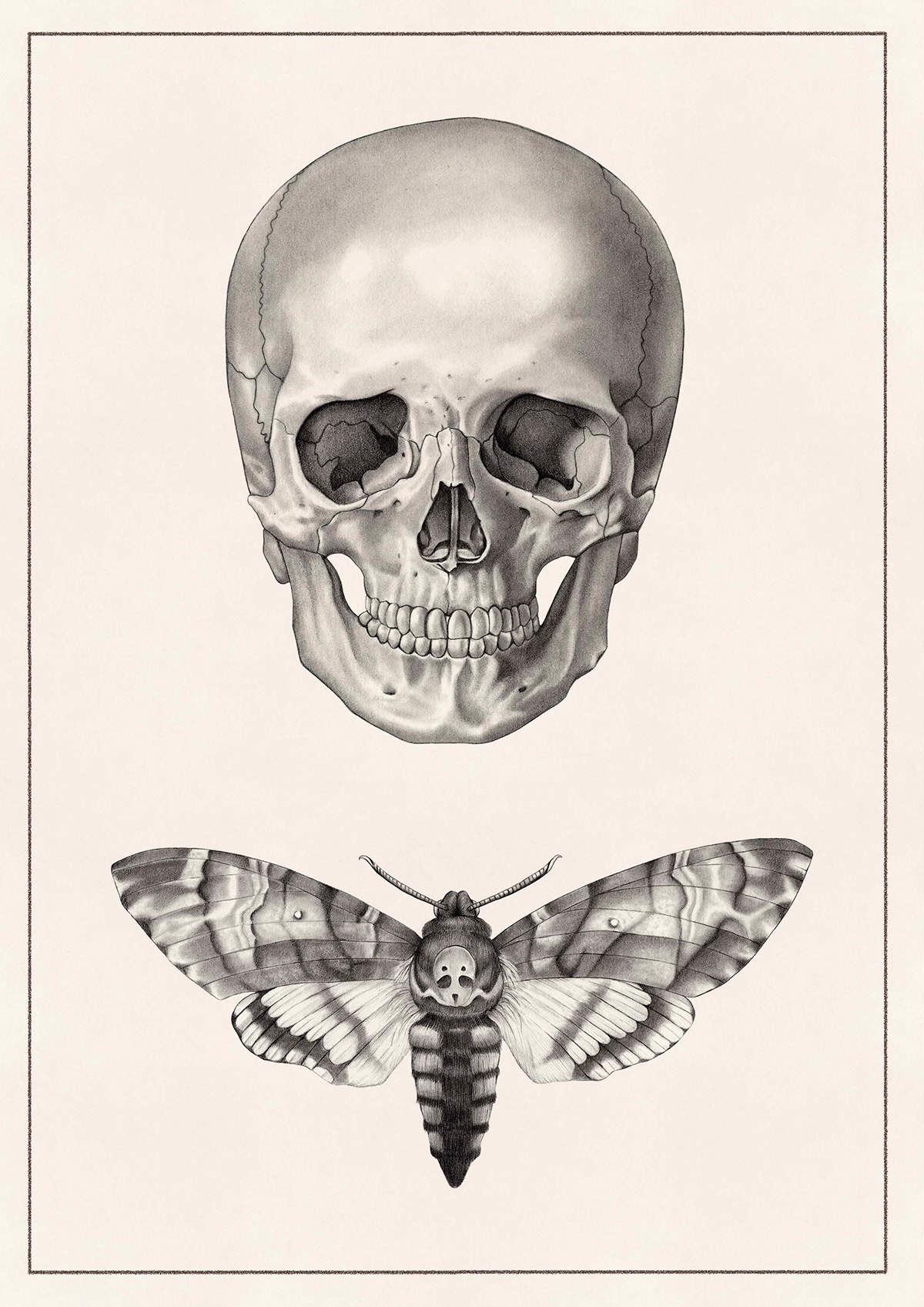 scientific illustration Anathomy skull moth graphite fine art Drawing  scolopendra scorpion butterfly