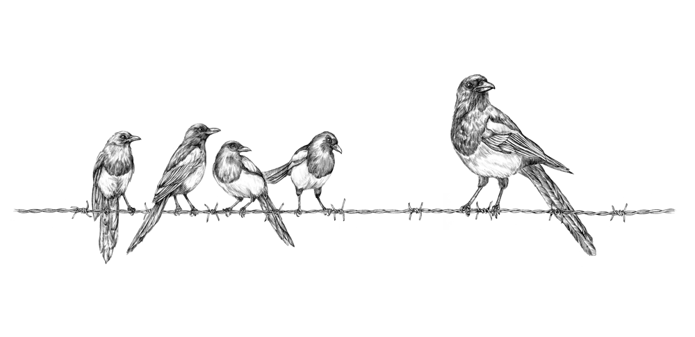 crow pencil bird Label design art Drawing  ILLUSTRATION 