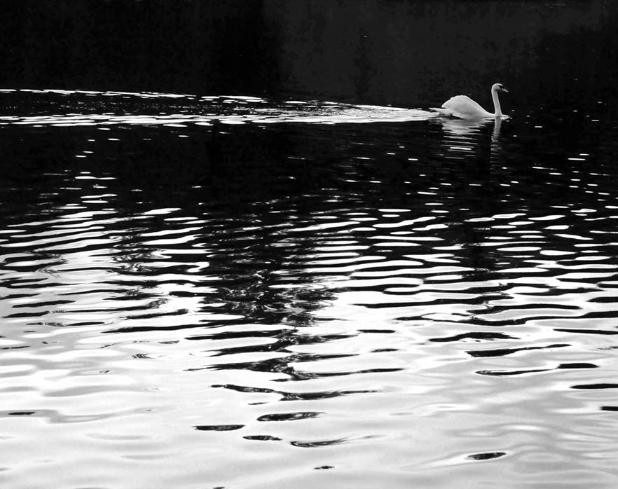 swan dobson agency creative swans lake water Evening Silhouette bird sunset Meatheringham photographer Freelance Scarborough yorkshire