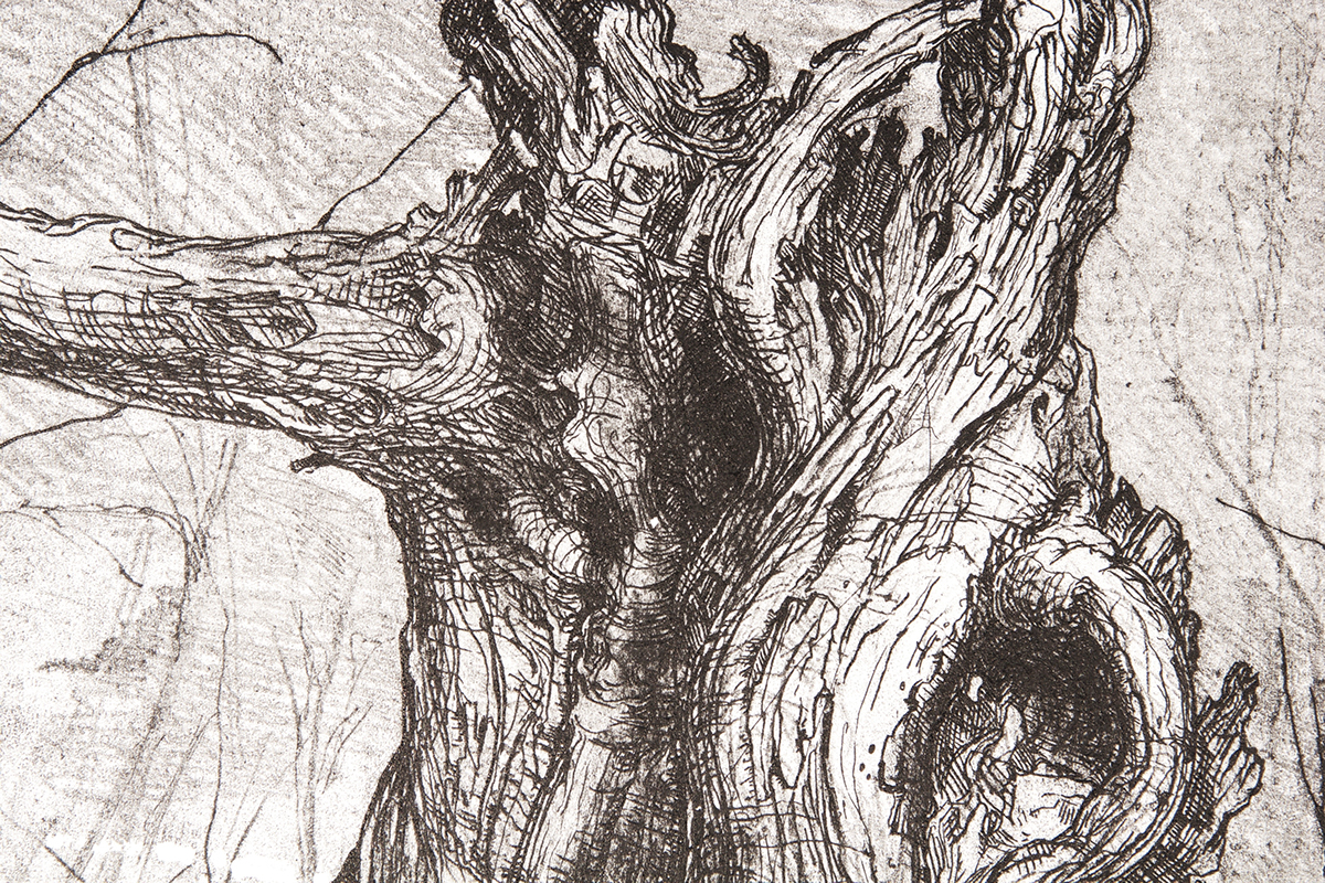 printmaking Illustation Tree  intaglio engraving forest maple bark risd farming