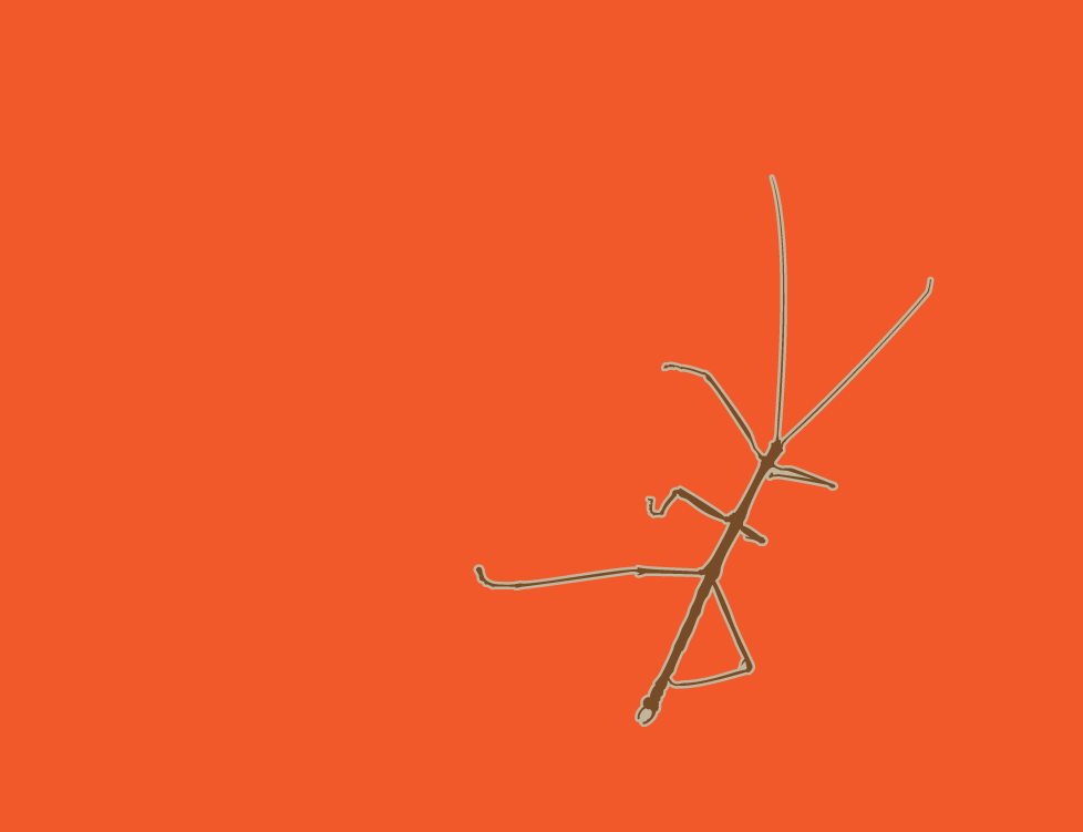 bug  Walking Stick vector  Illustration  brown  orange flat contemporary