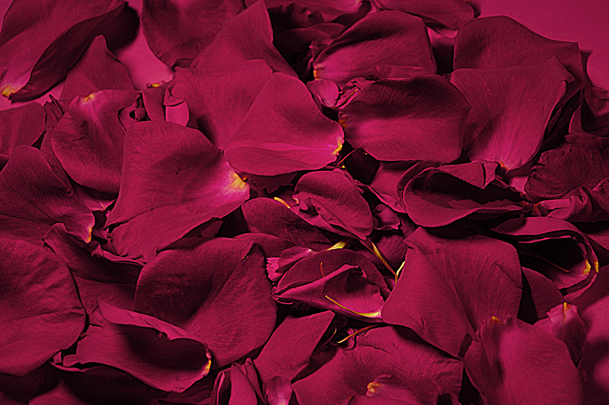 pantone Fotografia photo flower rose fucsia rosa natural