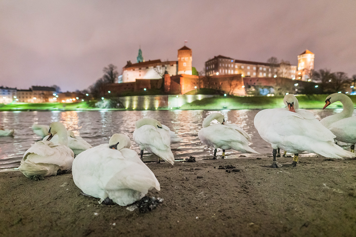 swan Vistula river bird