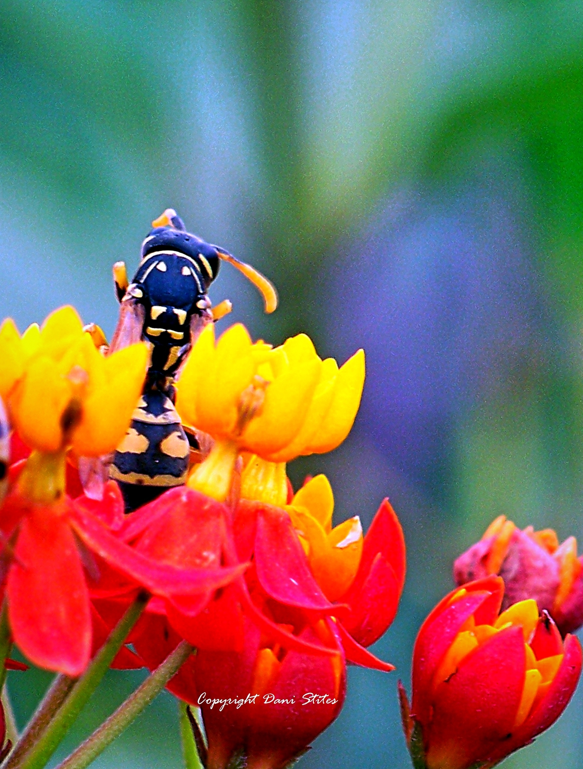 black & yellow wasp insect Nature color