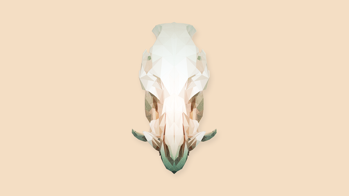 bones skulls animals geometric modern colors Color Concept experimental digital illustration