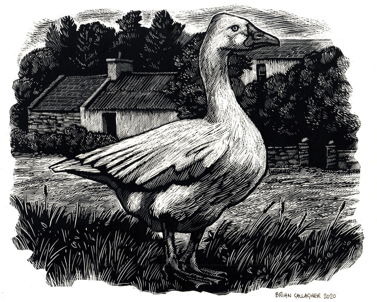animal bird black and white farm Goose rural scraperboard scratchboard wood engraving style woodcut style