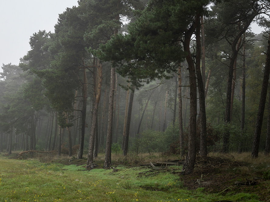 natur Nature wald forest herbst autumn Bäume trees nebel foggy