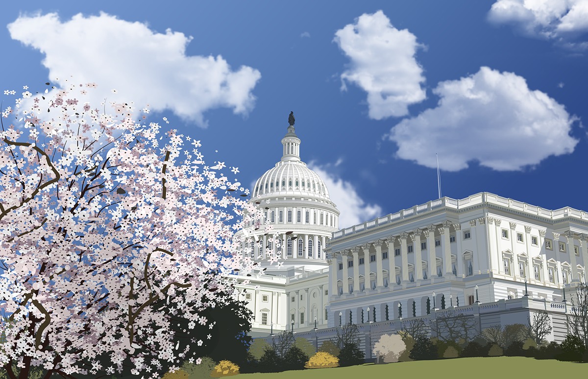 Illustrator Custom tracing digital imaging  Cherry blossoms washington dc