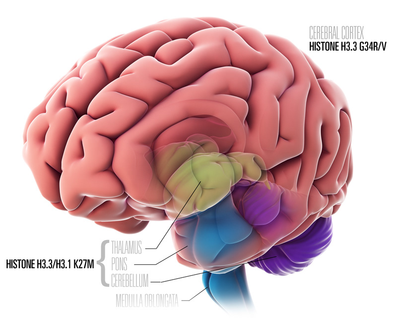 medical illustration anatomy illustration brain anatomy