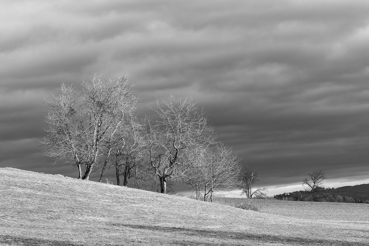 black and white trees Tree  sachsen saxony Landscape Sven Haehle Sven Hähle Orange Filter SKY