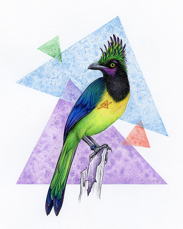 birds blue jay steller's jay Character design  portraits vibrant colorful whimsical fantasy homonyms