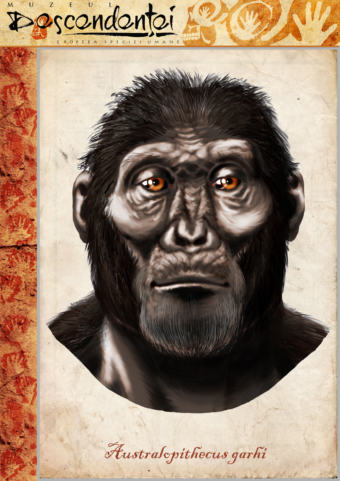 Australopithecus garh afarensis anamensis evolution  human  homo  neanderthal  erectus ergaster habilis heidelbergensis paranthropus boisei ardipithecus sahelanthropus