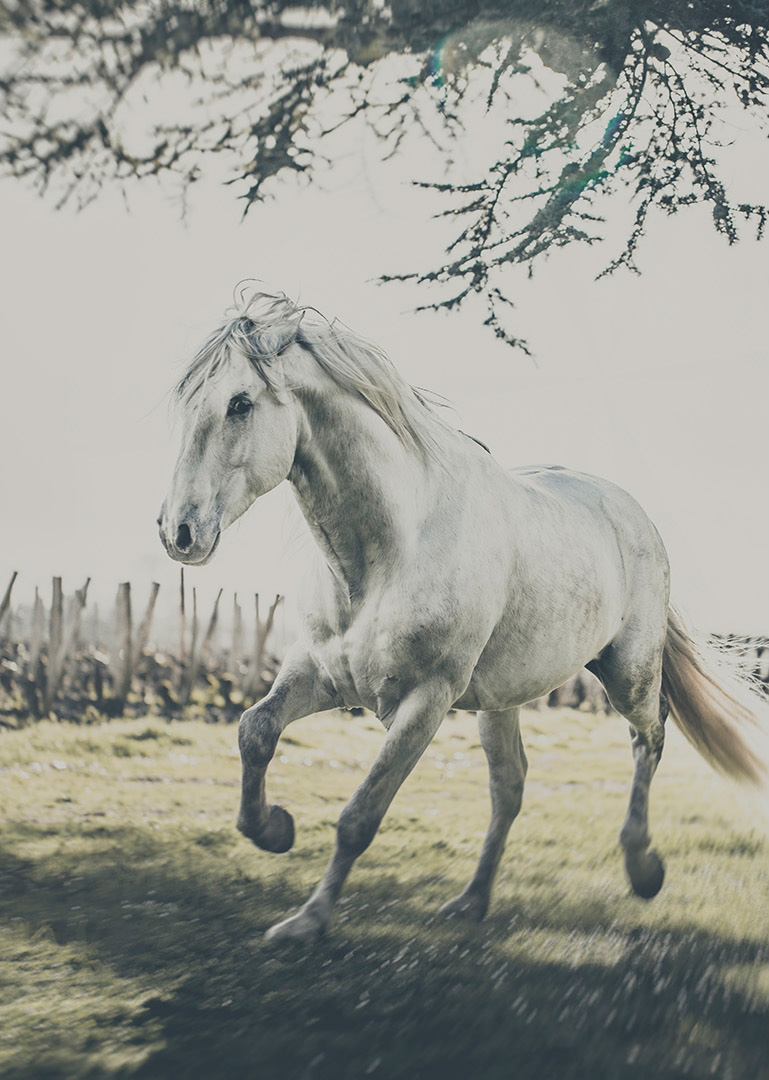 horse white horse animal laurent nivalle