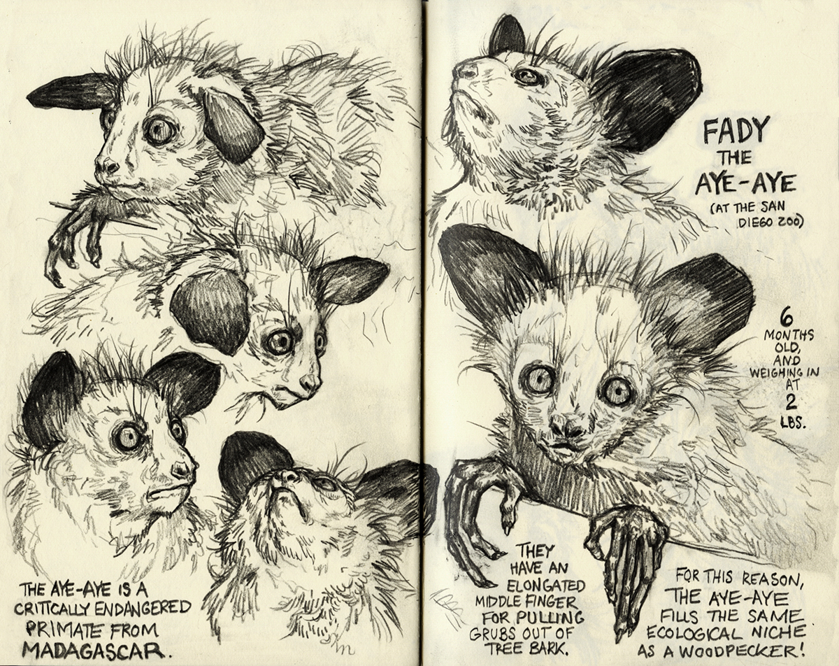 sketchbook sketching animals animal Nature aye-aye plants