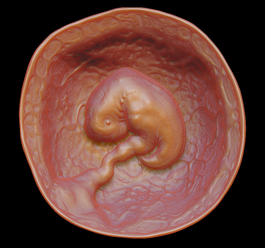 Embryo kid child Zbrush 3dmodel visualisation model keyshot Render medicine science human body mother pregnancy