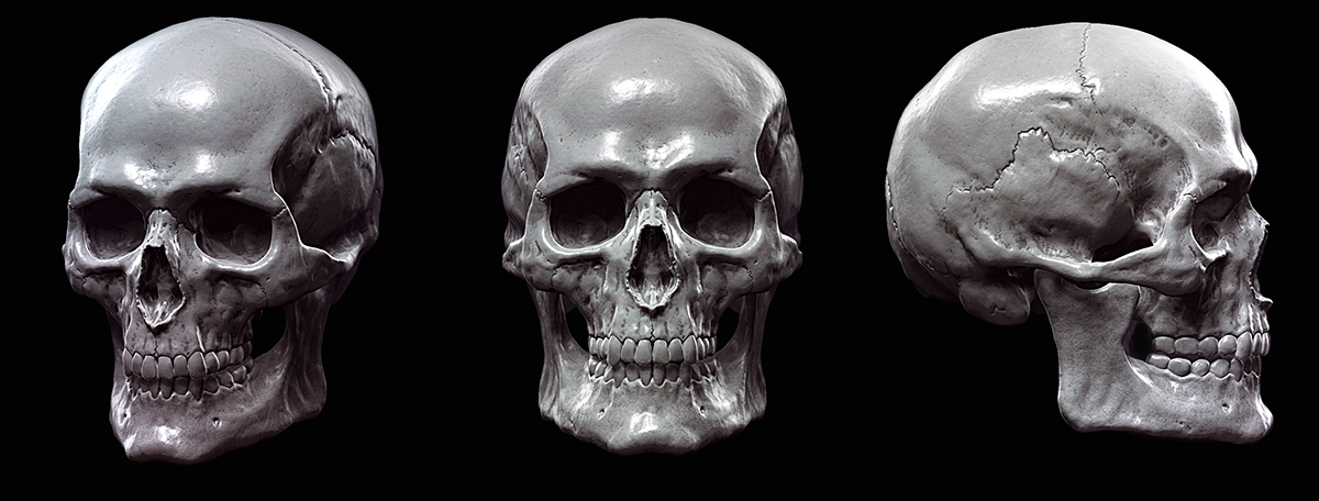 skull sculp Zbrush