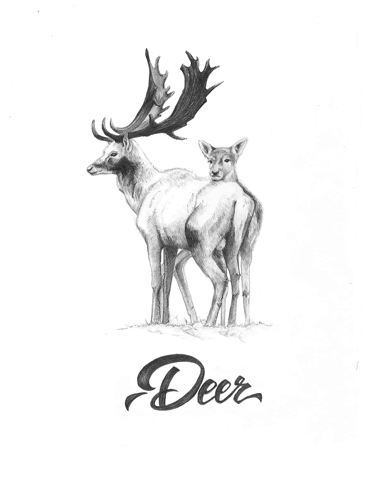 +Illustration+ pencil graphic design art deer иллюстрация графика