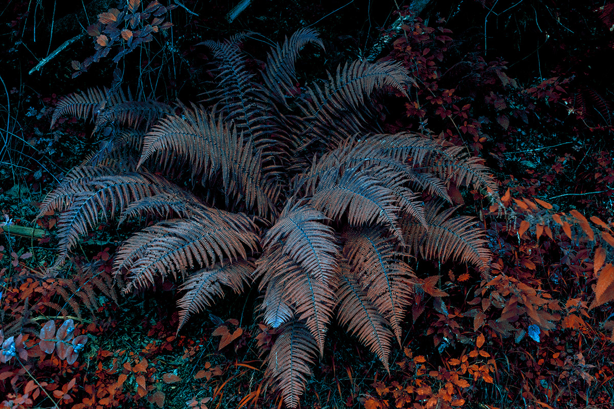 color Cyberpunk dark dystopic fine art forest jungle Landscape Photography  plants