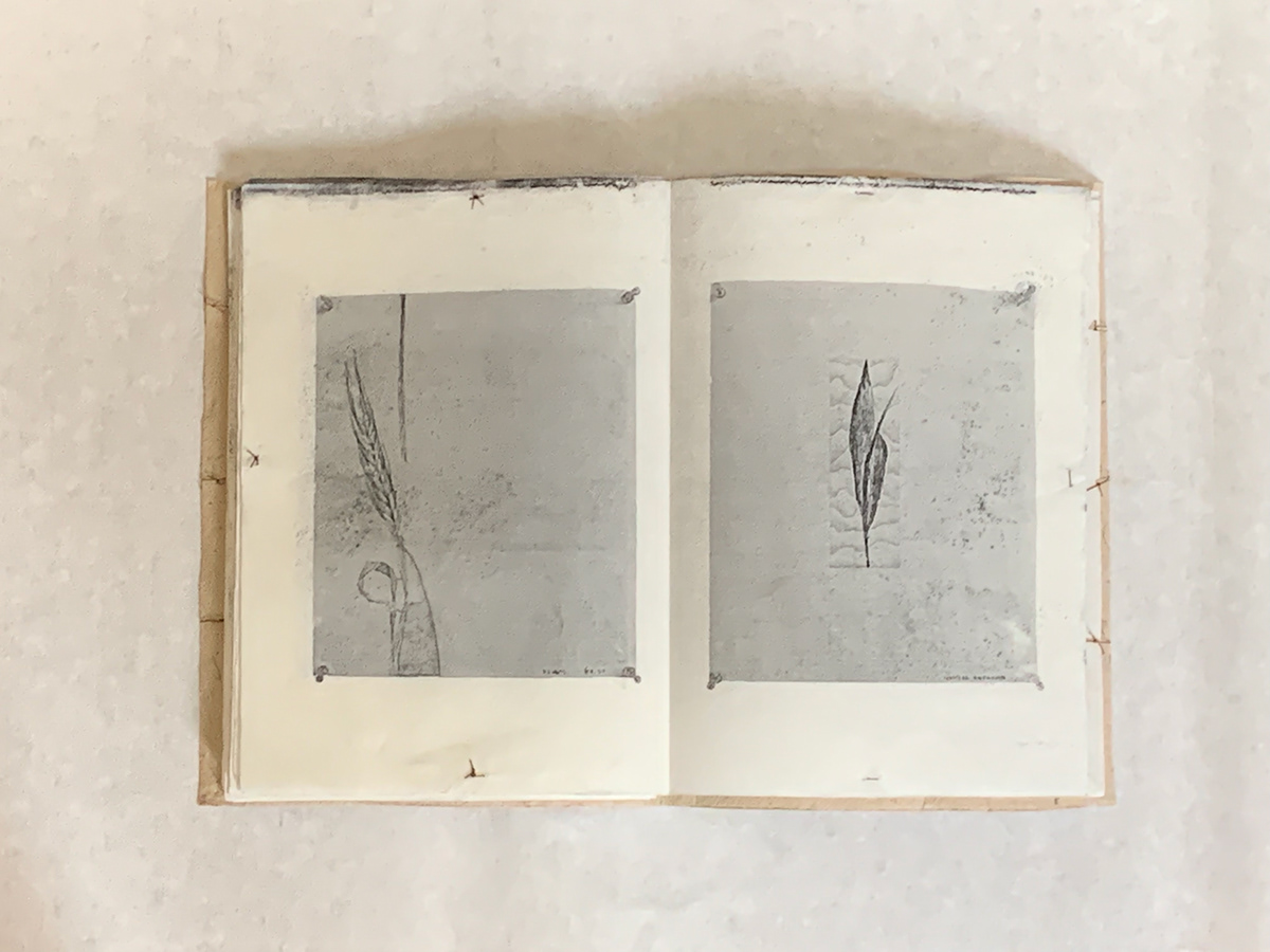 print book Drawing  plants